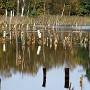 Bruchsee im Muskauer Faltenbogen