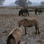 Spreeaue bei Maiberg, Tarpane im Winter